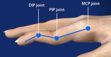 joints in the finger