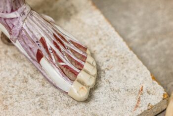 foot tendons and ligaments
