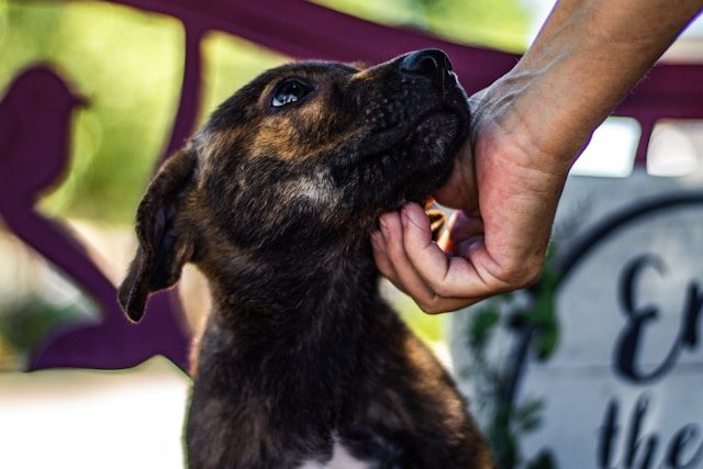 animal shelters in dallas, tx
